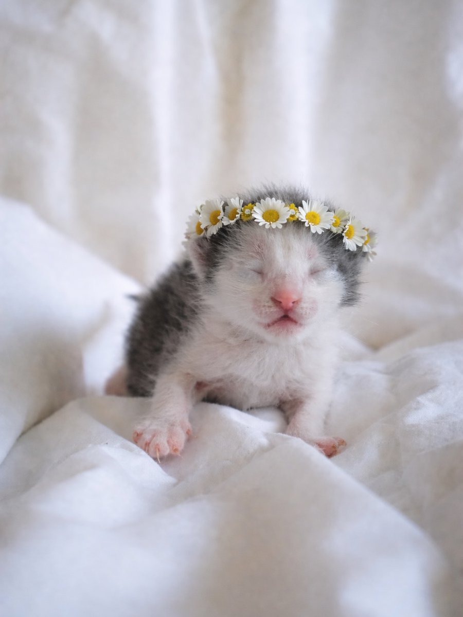 catcutesss family (@cutecat62) on Twitter photo 