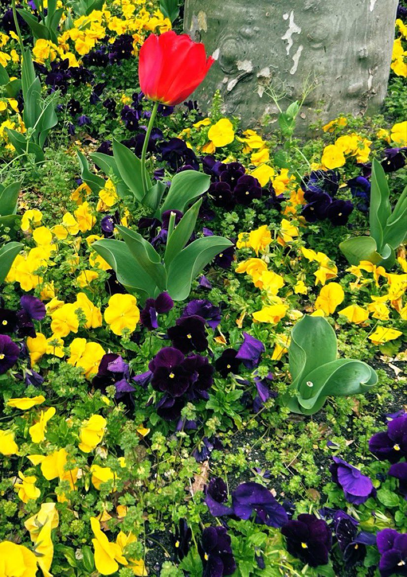 Breverías tweet media