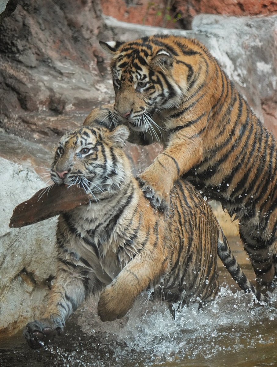 run.swim.shingo tweet media