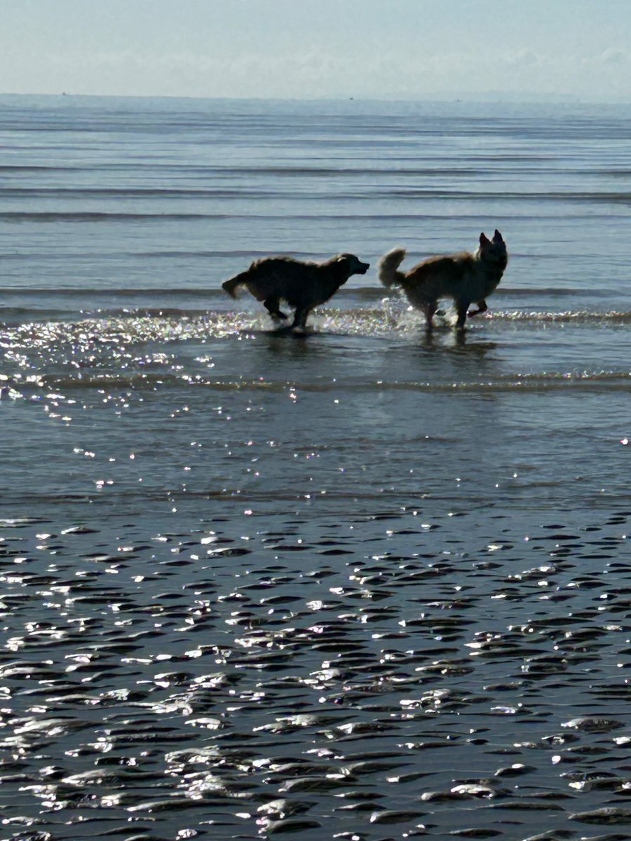 boatypat's tweet image. This is what they wanted .. tide going out #sand #sea #sun #dogsoftwitter