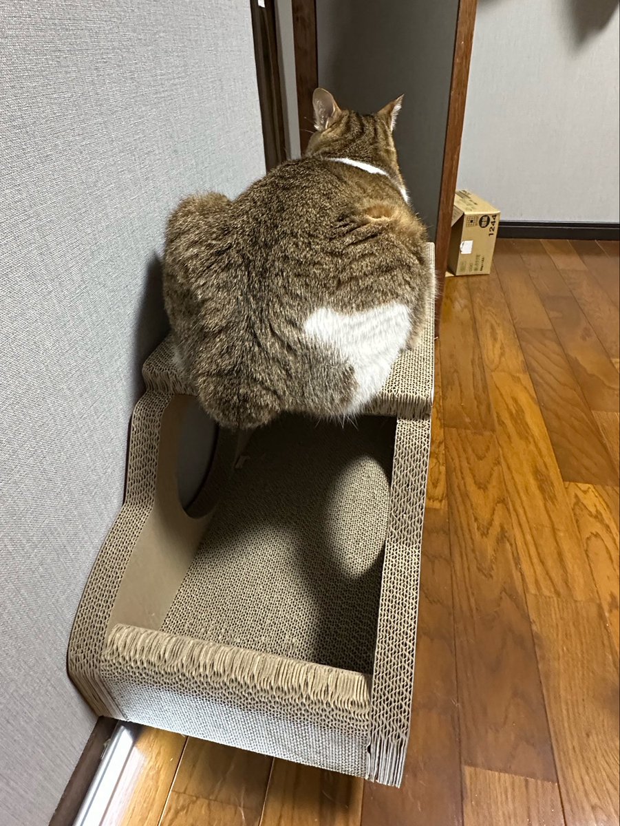 もるきち tweet media