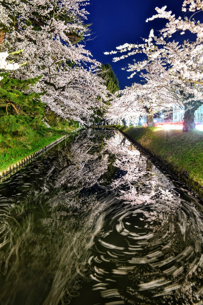 今年は早くも #花筏 が出ております
#弘前さくらまつり 
#花筏 #夜桜 #ぐるぐる 
#ブルーアワー
