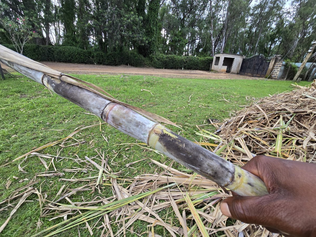 Miwani's tweet photo. Premium factory certified Seed cane  SP 801842 aka Brazilian destined to @LtdCathy Kabras for trials. Big tings agwan. #SugarCaneKenya https://t.co/sqv98W5Hzh