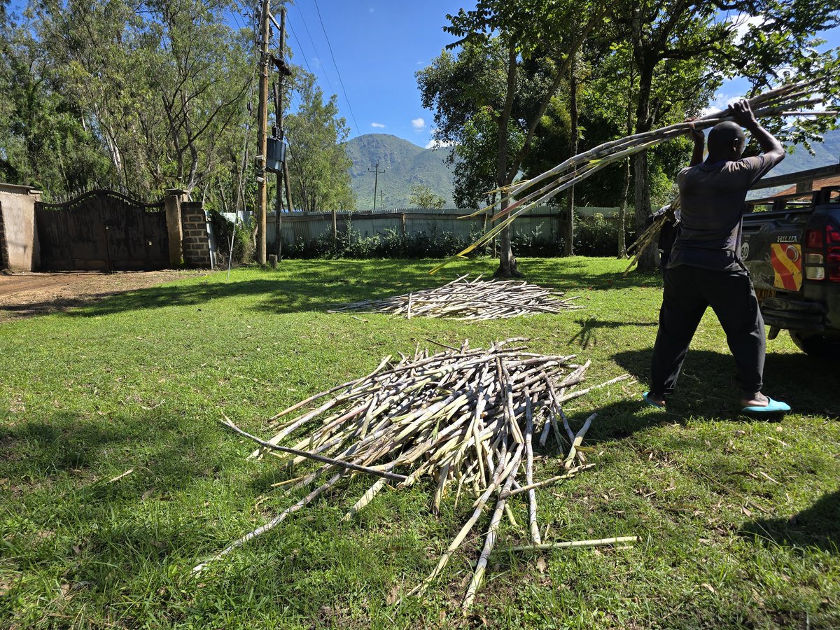 Miwani's tweet photo. Premium factory certified Seed cane  SP 801842 aka Brazilian destined to @LtdCathy Kabras for trials. Big tings agwan. #SugarCaneKenya https://t.co/sqv98W5Hzh