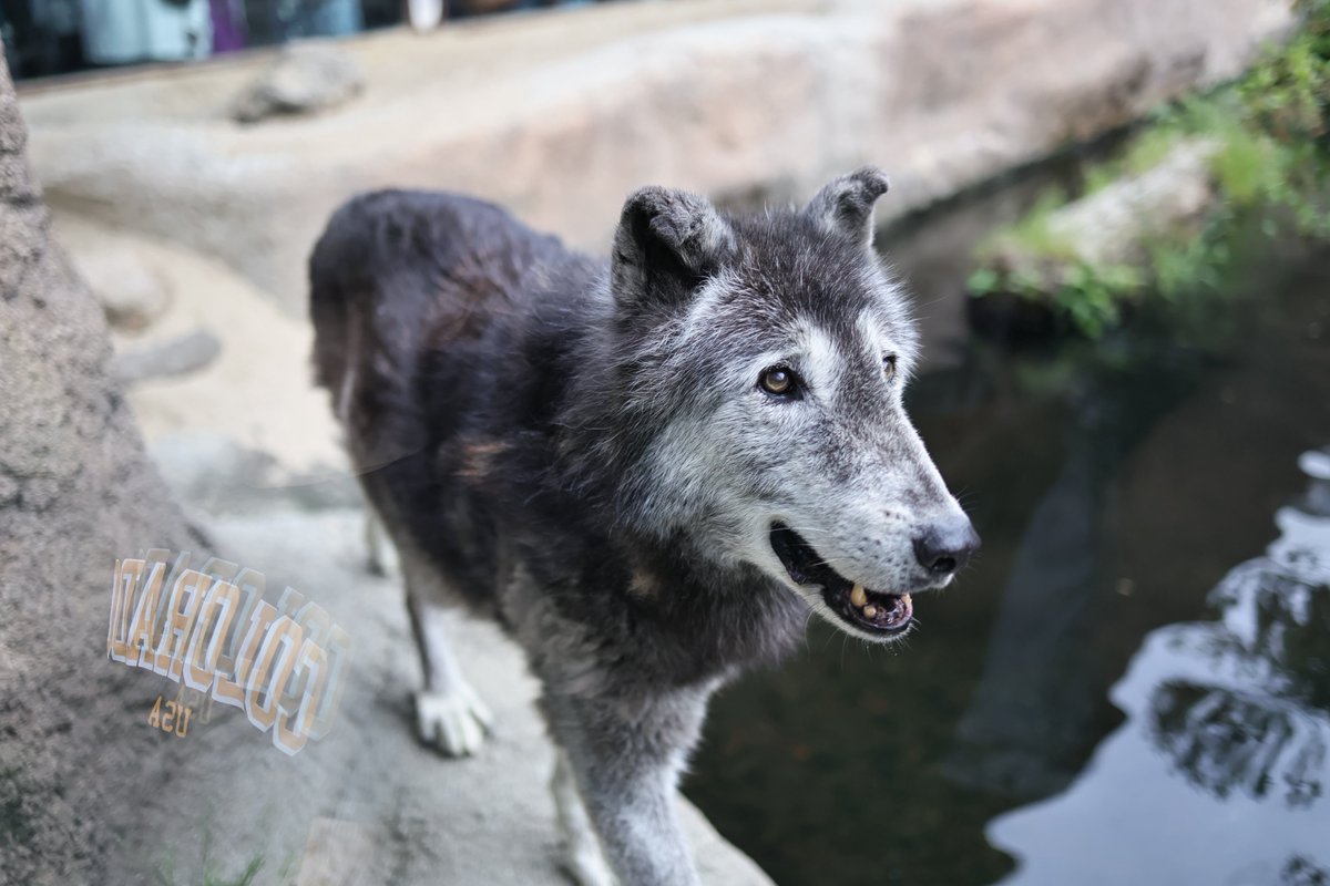 蹴る子♂ tweet media