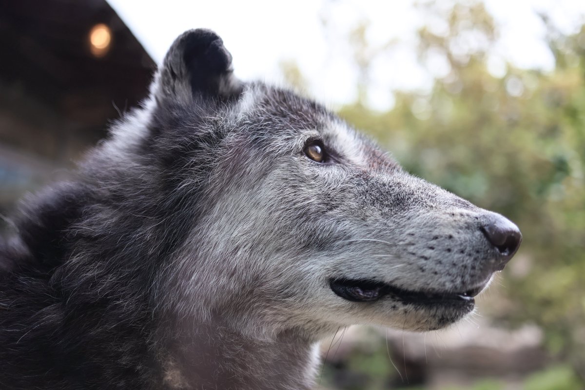 蹴る子♂ tweet media