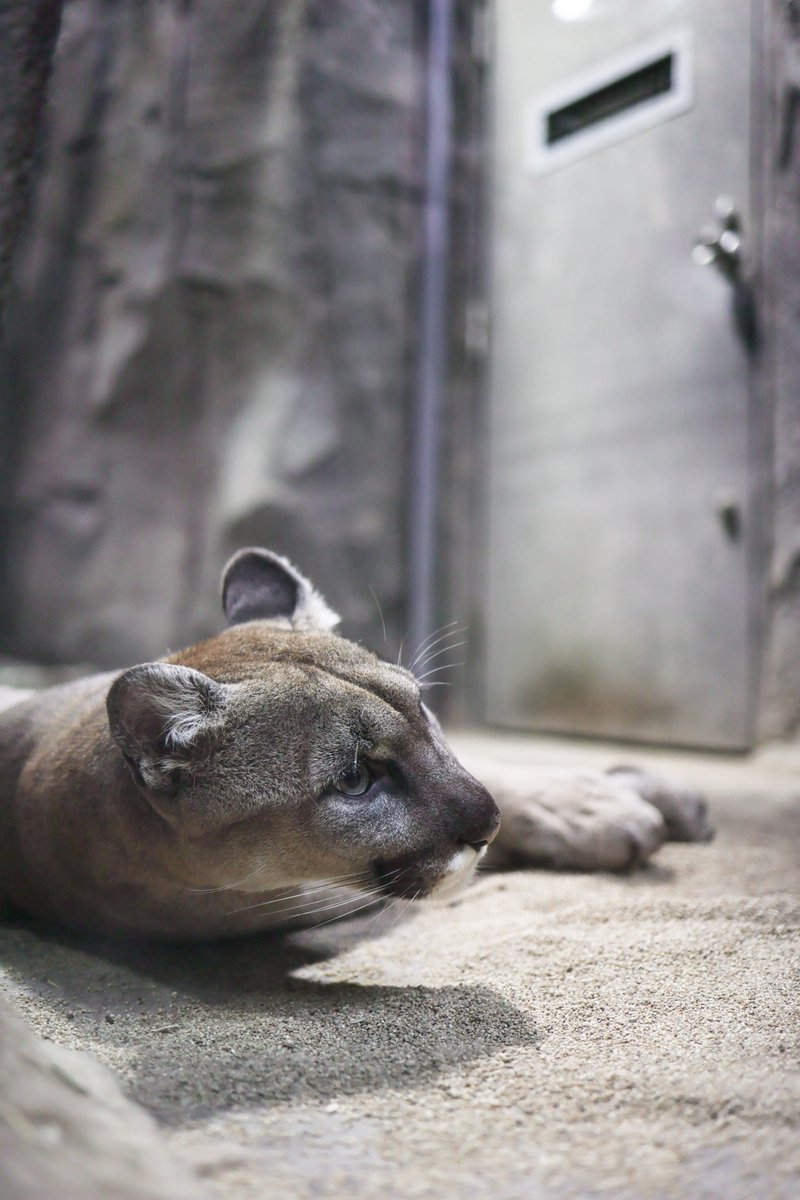 蹴る子♂ tweet media