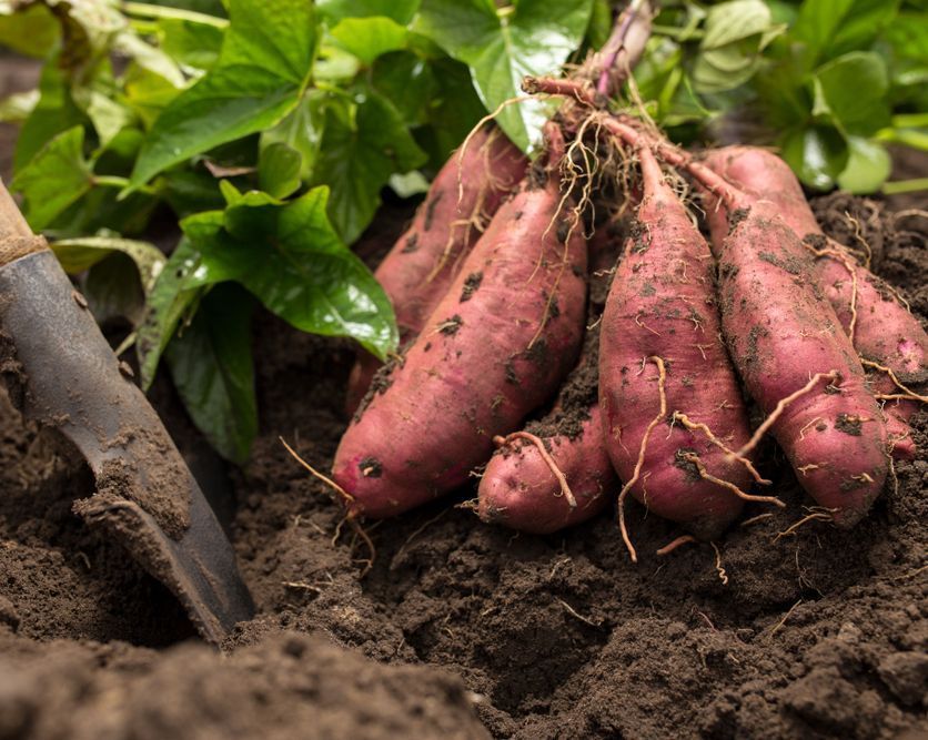 VegPlotter.com tweet media