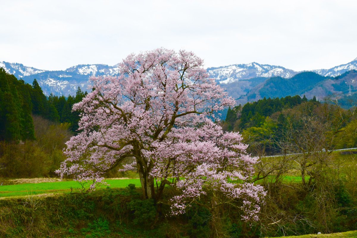 ZX-7R×桜🌸②(｡・ω・)ﾉﾞ この日は曇り☁️(p`・ω・´q) 天気良ければ