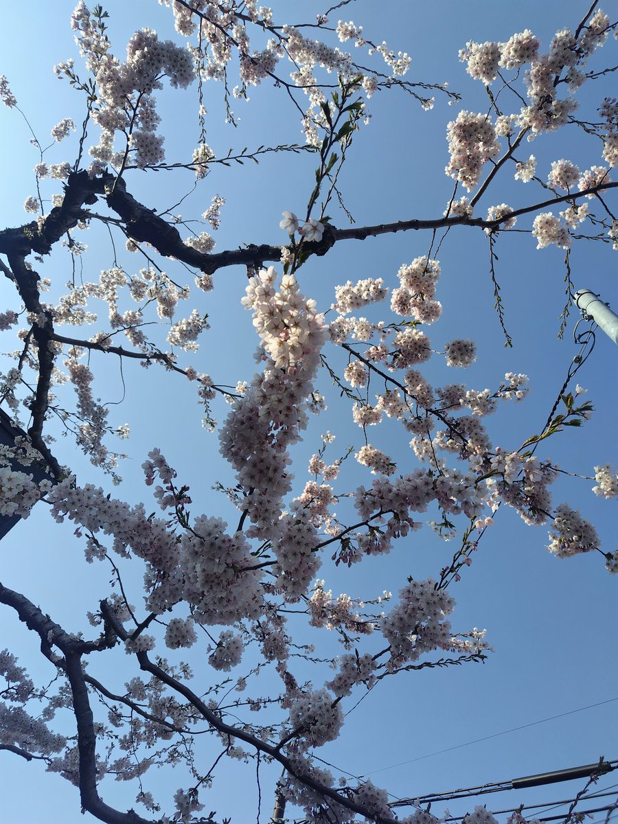 咲いたー