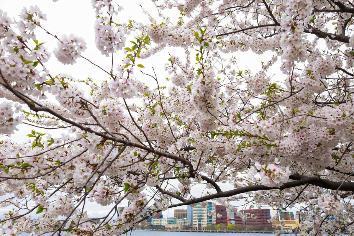 alliemcrowe's tweet image. Cherry blossoms season on the Charles River Esplanade #Boston #MarathonWeekend #Cambridge