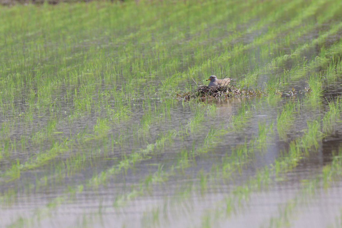 ねもと tweet media