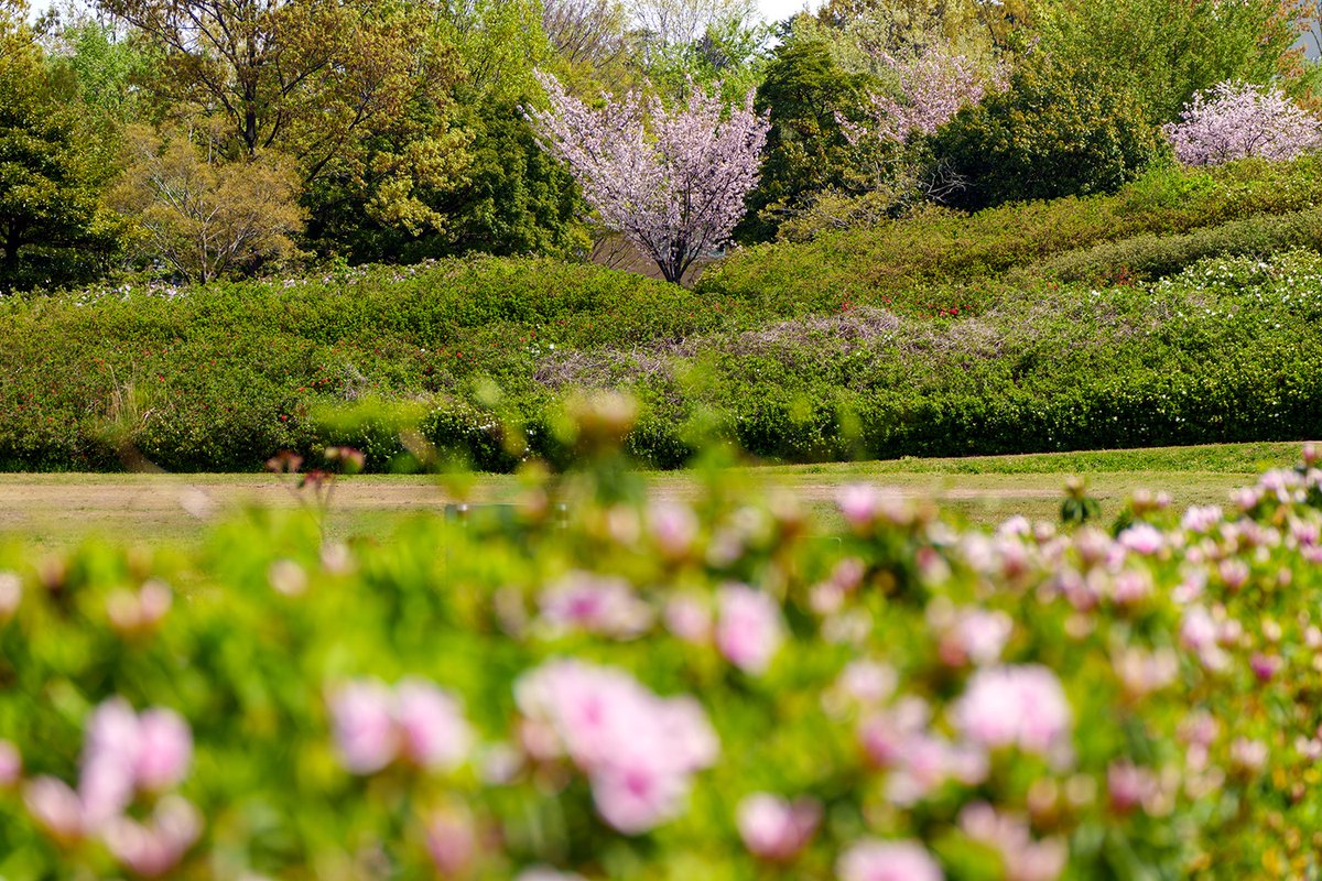 今年は桜が早かったので、もしかして「ツツジも？」と思って、大乗寺丘陵公園に行ってきました。
少し咲いていましたが、まだ一分咲きくらいでしょうか。
GWには見頃を迎えそうかな？
ツツジが咲くと一気に初夏って感じがします。
遅咲きの桜がきれいでした。

#大乗寺丘陵公園 #ツツジ #金沢