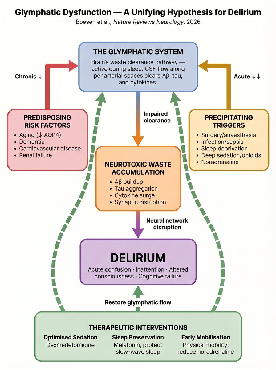 Is glymphatic dysfunction a contributor to delirium?

Delirium has long been a clinical "black box"—a severe, acute state of confusion triggered by diverse factors like aging, surgery, or infection. But what if there’s a single underlying mechanism? A new paper by Boesen et al.