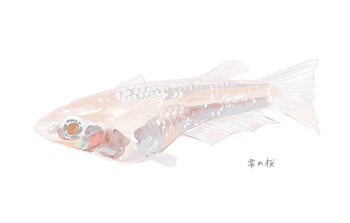 チルファ tweet media