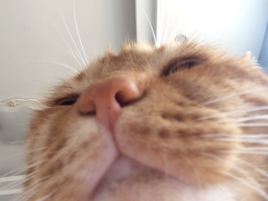 漂亮小狗鸡腿bot tweet media