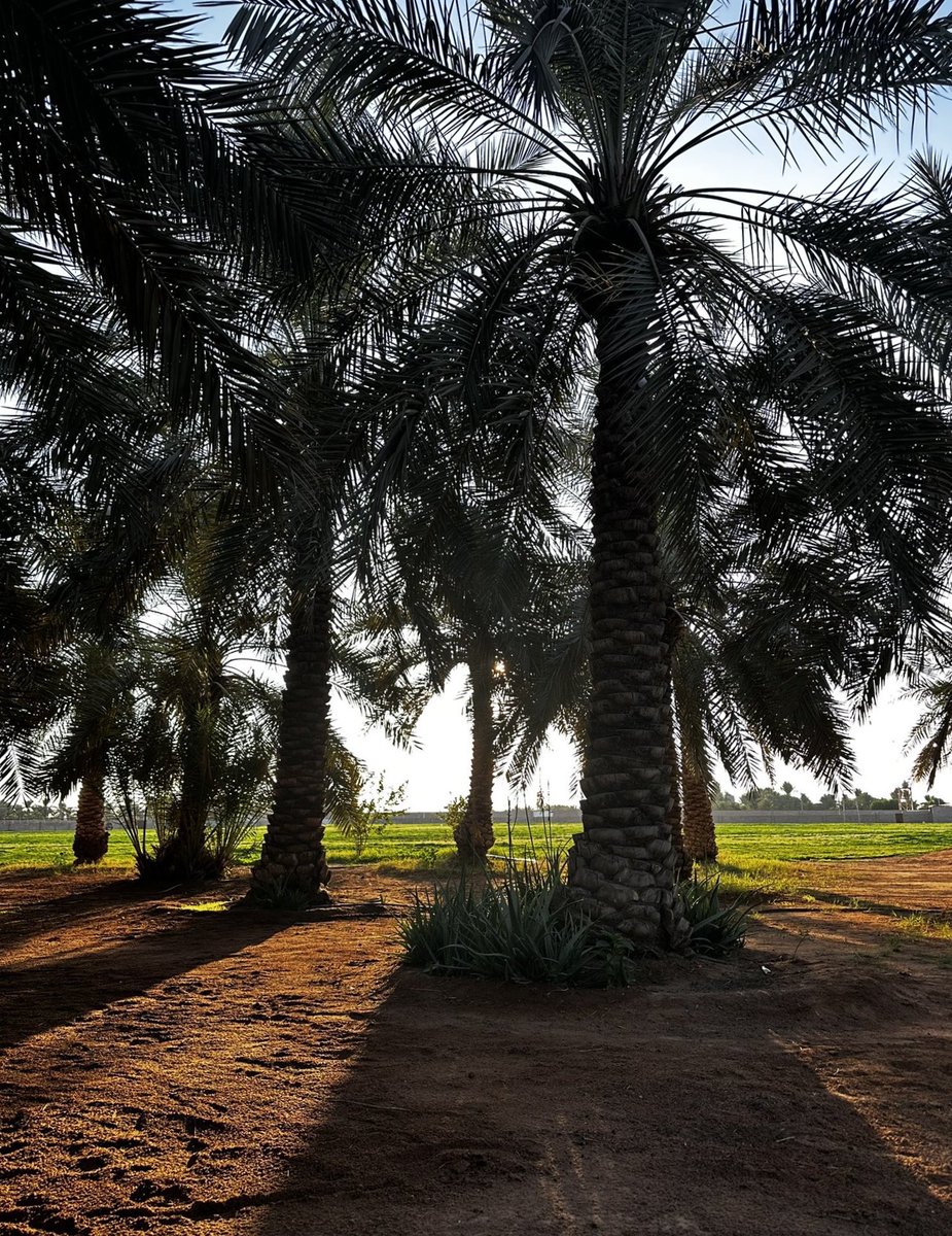 ‏ فالكون tweet media