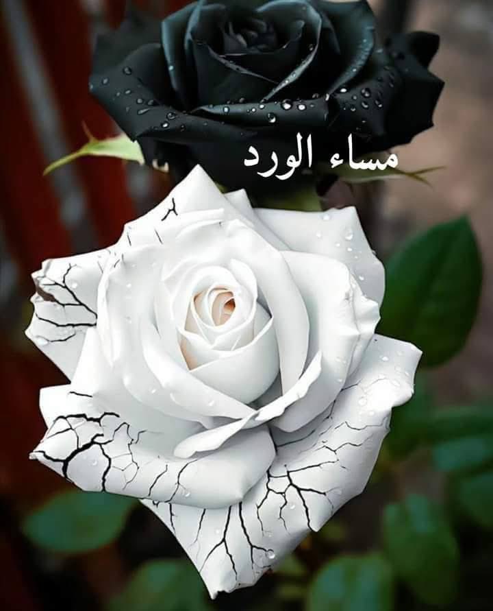 MOSTFAALI tweet media