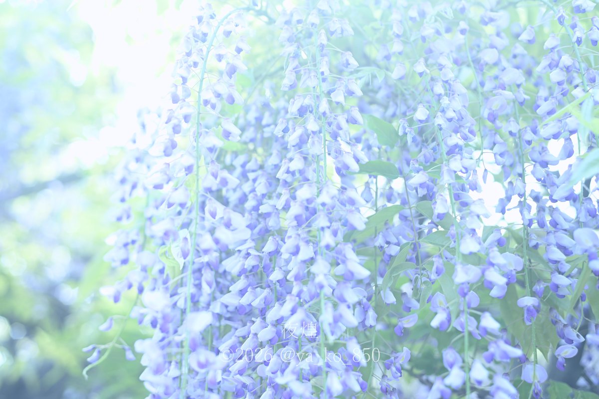 ya_ko_850's tweet image. 2026.04.19 亀戸天神 藤の花

Nikon Zf + AI NIKKOR 50mm F1.8 S

#Nikon #オールドレンズ #Zf #亀戸天神
#ファインダー越しの私の世界 #藤の花