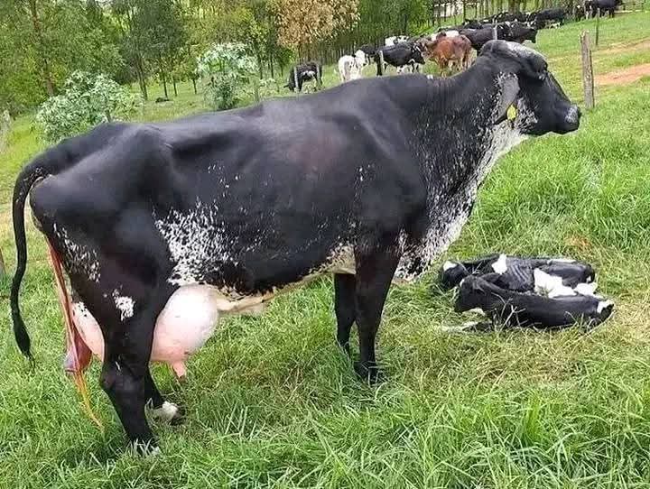 Kasasira Micheal tweet media