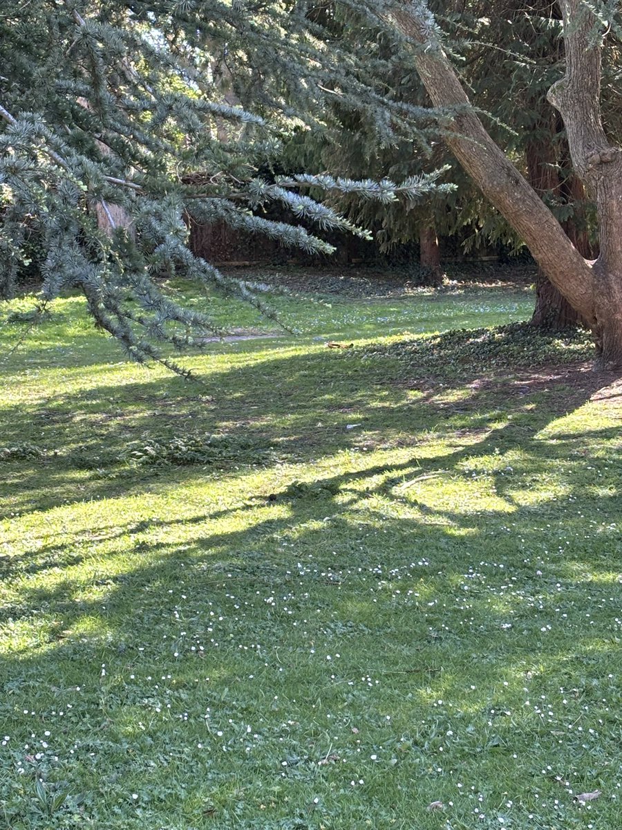 Lois,a Cat & GSD lover, Far Right apparently 🤷‍♀️ tweet media