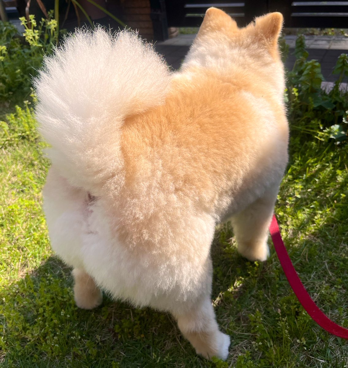 ポメラニアンの颯太 tweet media