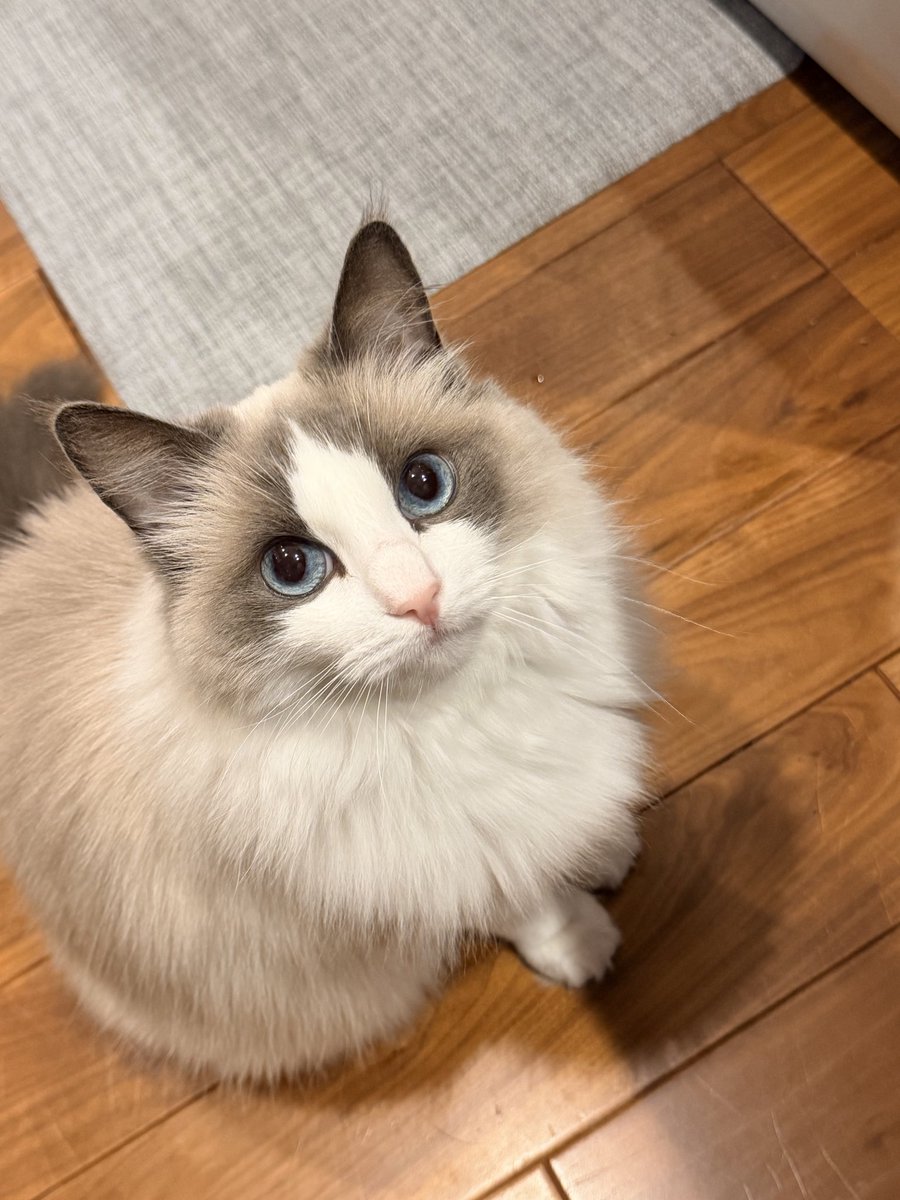 rommy263's tweet image. お前浮気してキタナ？
他の猫の匂いスルゾ？？？
ぷいっ

#ラグドール
#ragdoll
#cat