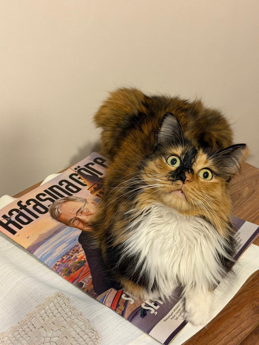 KAFASINA GÖRE Dergi tweet media