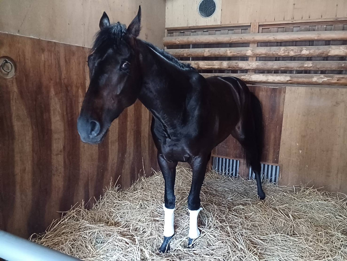 皐月賞馬のロブチェンです！
レース後の表情を担当者さんから送っていただきました！強い！速い！！ロブチェン！！！
#杉山晴紀厩舎 #ワールドプレミア産駒 #独特な走り方　 #コースレコードＶ