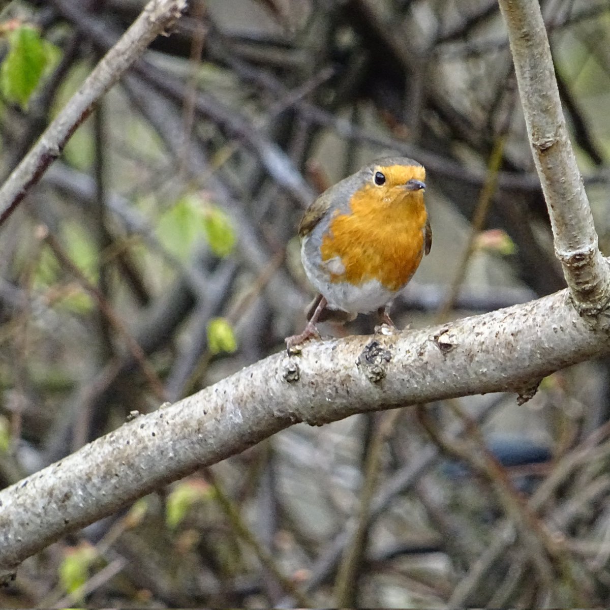 niaga_hijau's tweet image. Cute little #Robin..pic of the day
Curious and a little bit cheeky 😁
A new member of my feathered friends family.
Now there are four Robins.
#nature #birds #photography
#birdwatching #birdphotography
Hope you see a Robin today..
And have a lovely day..
#naturelovers .. 🌱🧡🕊