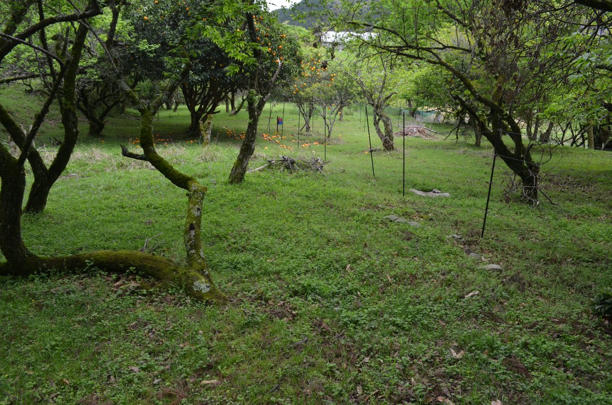 盡忠報國 tweet media