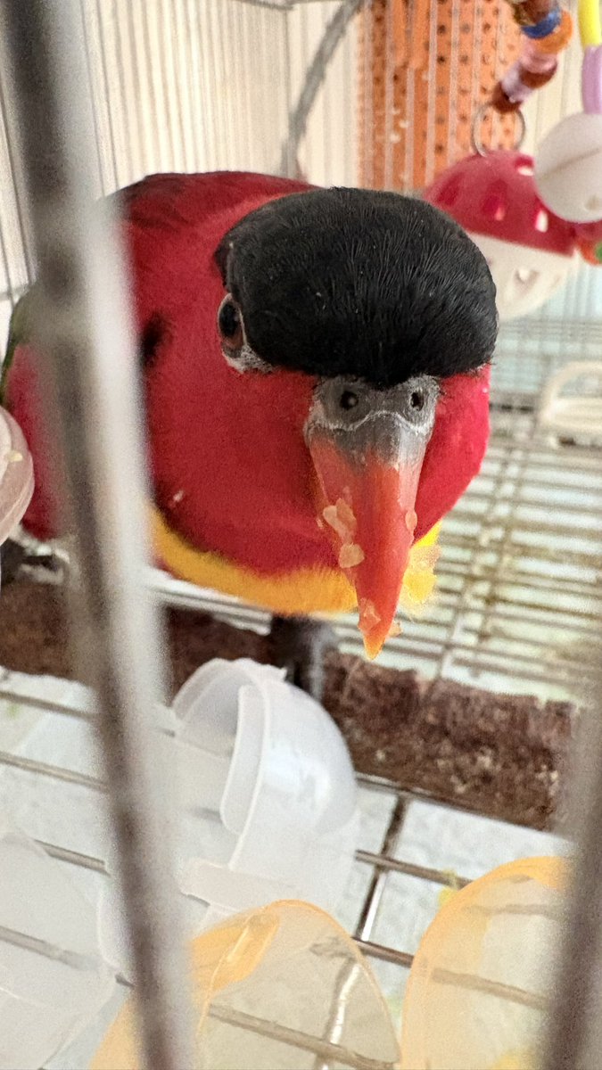 🦇カタヤマ tweet media