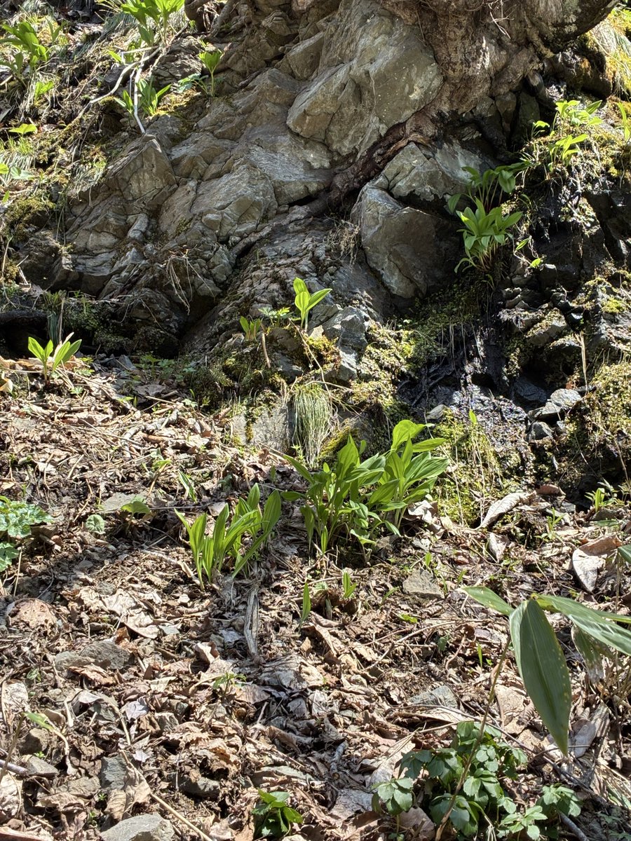 友人たちと行者にんにくを採って餃子パーティをし、残った分は醤油漬けにしました
行者にんにく餃子はとんでもなく美味いです