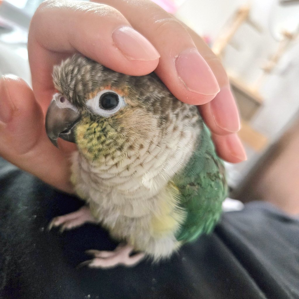 しらとり𓅫 tweet media