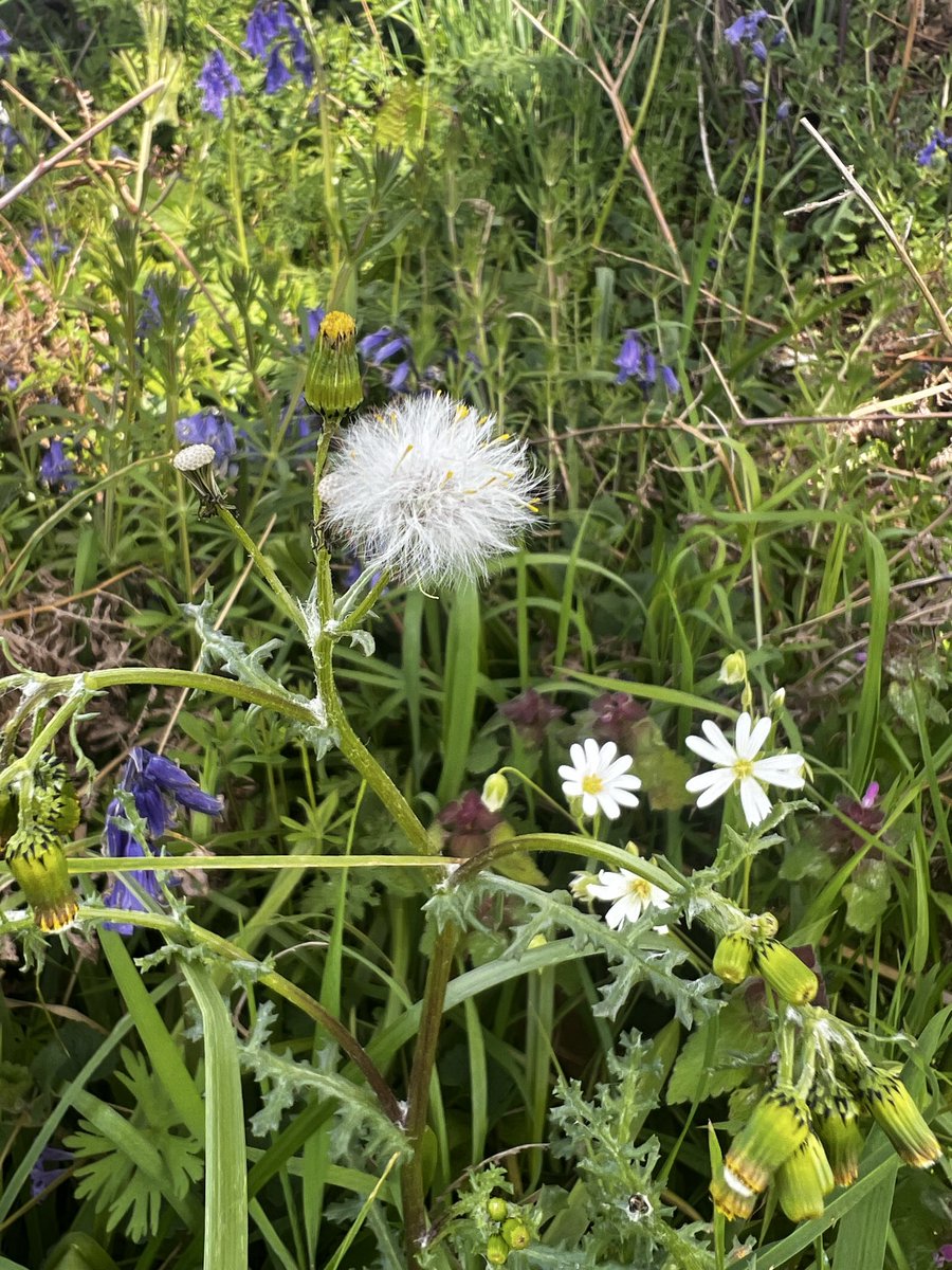 bir08967383's tweet image. Lost in spring’s spell 🌸✨
#SpringVibes