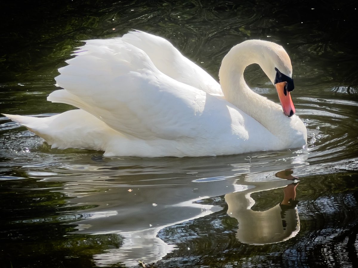 Andrew Teece tweet media