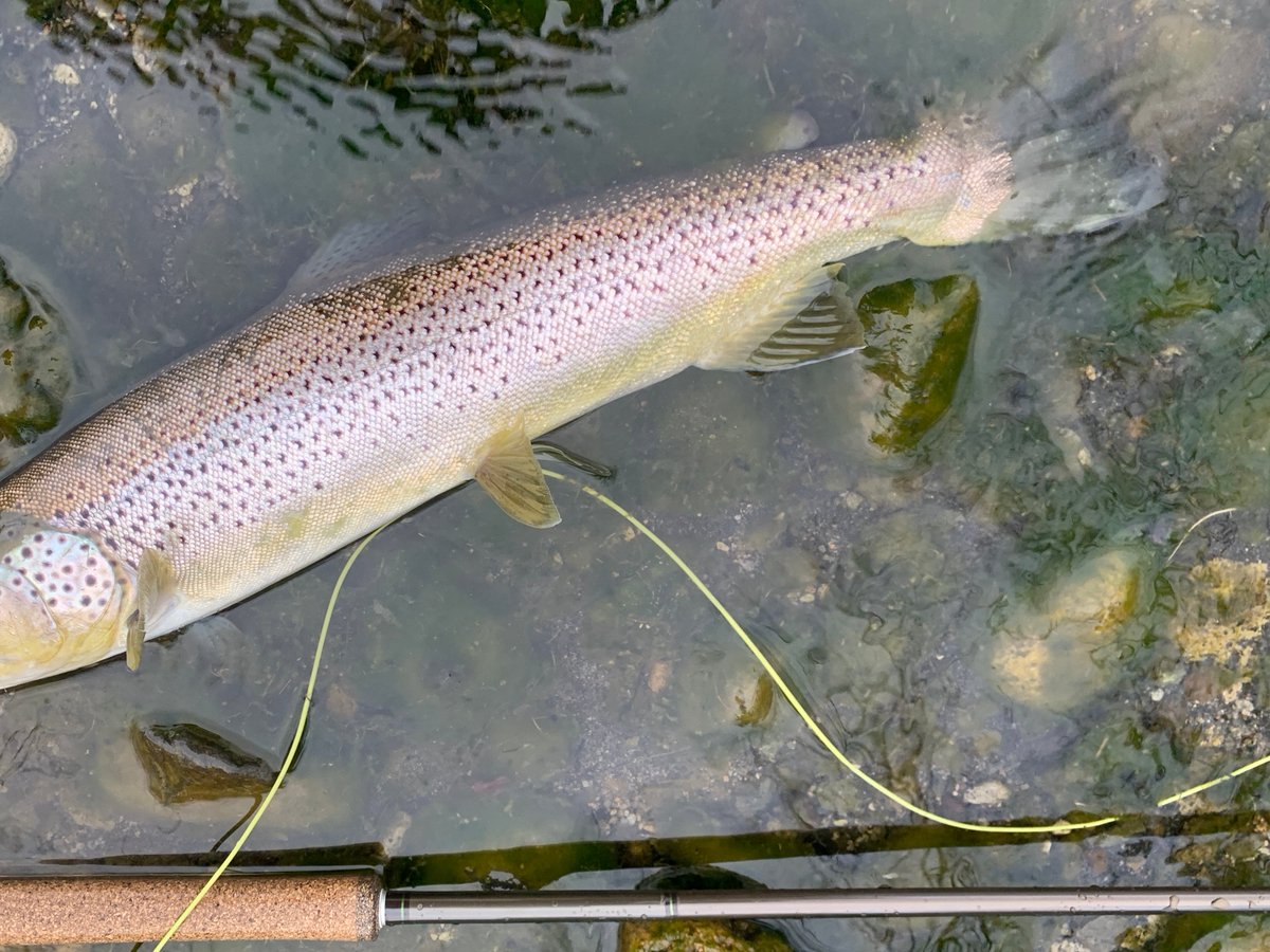 タイニーアングラー tweet media