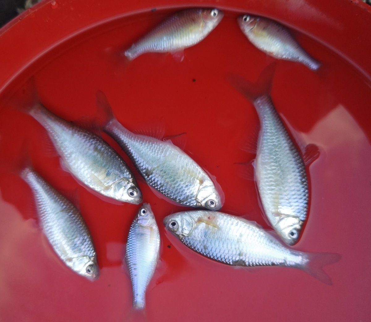 みけダン tweet media