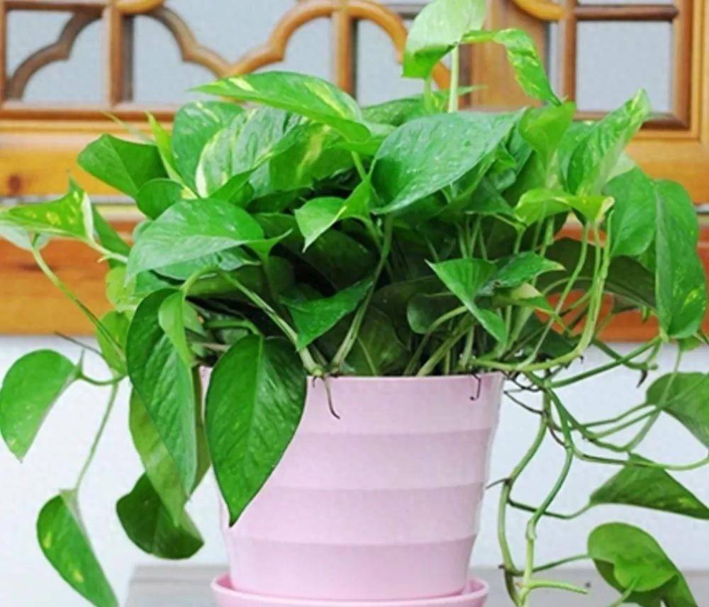chapalain68's tweet photo. 3 Easy Tips for Thriving Pothos!  1. Bright indirect light (avoid direct sun!)  2. Water when top 2 inches of soil feel dry  3. Dust leaves monthly for better growth  Tag a plant parent who needs this! https://t.co/Fp5FI6EzkJ