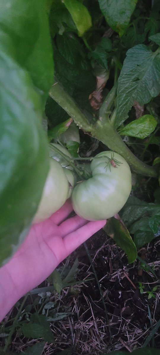 FatassCats tweet media