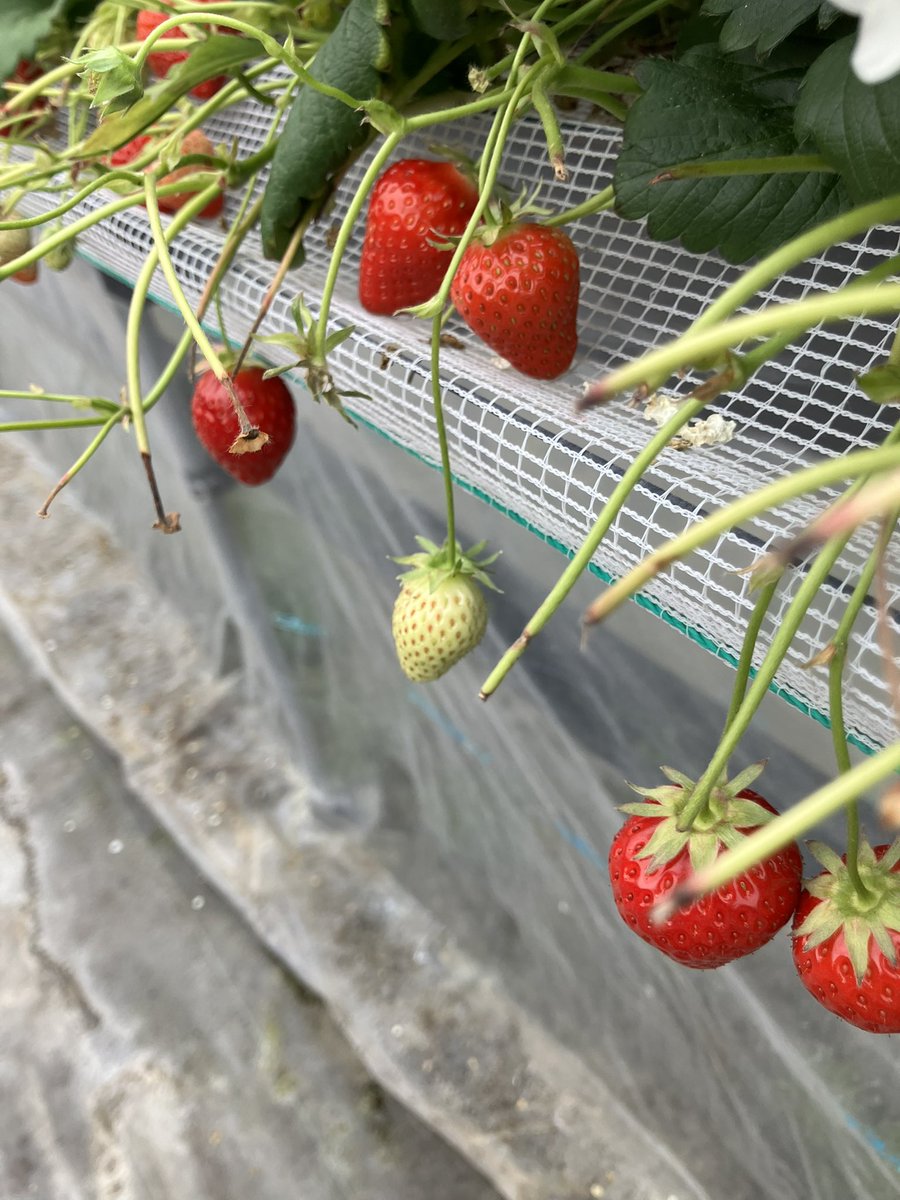 はるぼー tweet media