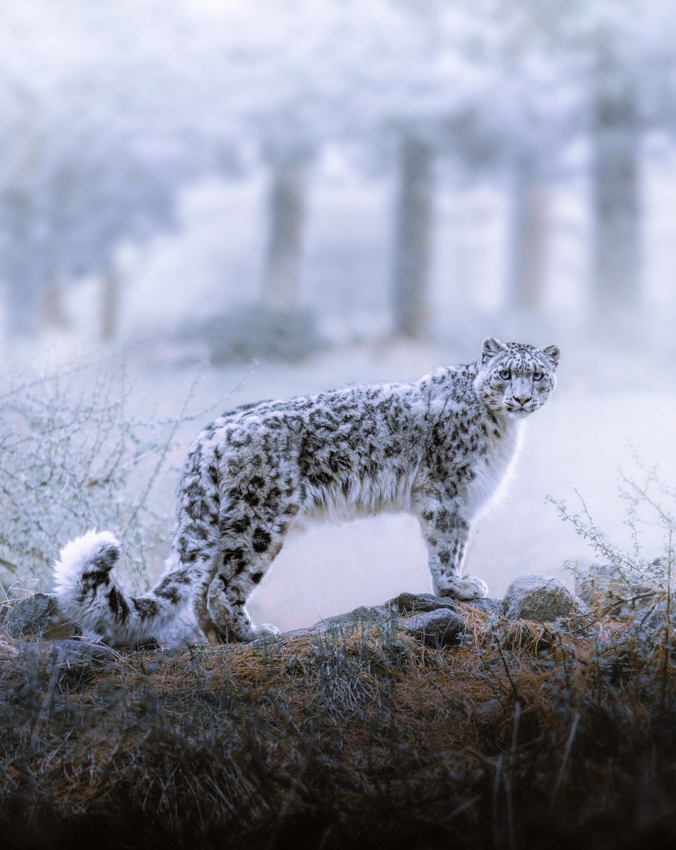 Pakistan tweet media