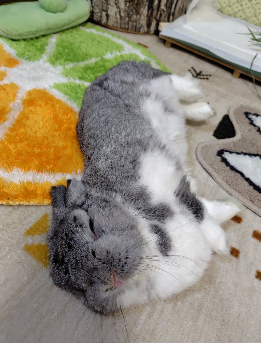 ｼｬｰﾘｰ🐇ちょっと早めにGWに入りましたわ💤💤💤