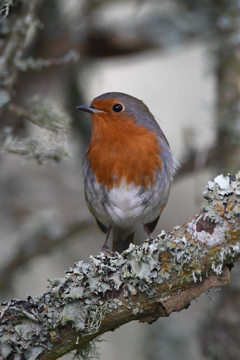 nealesmithworld's tweet image. Robin 
Bude Cornwall 〓〓
#Bude #Cornwall 
#Robin