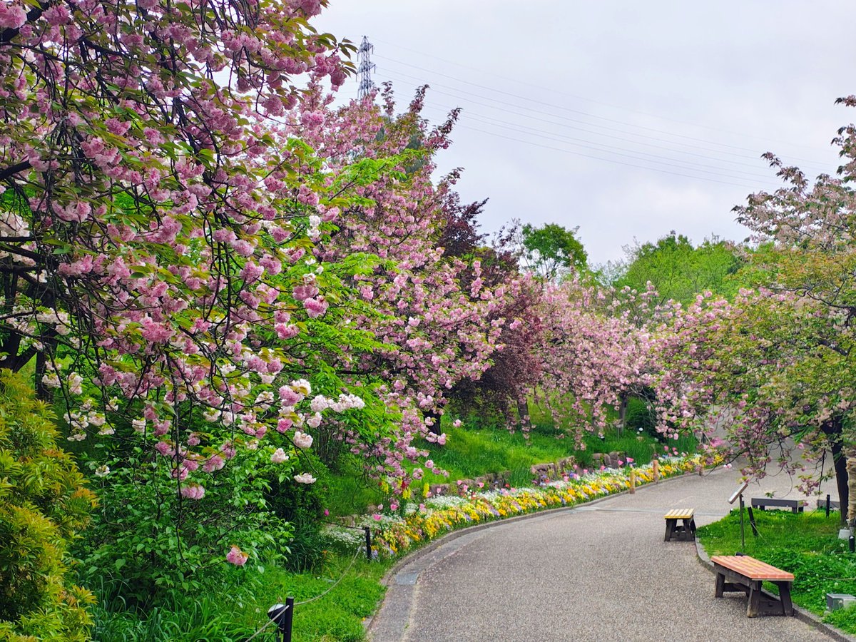 ざんざるぶ tweet media