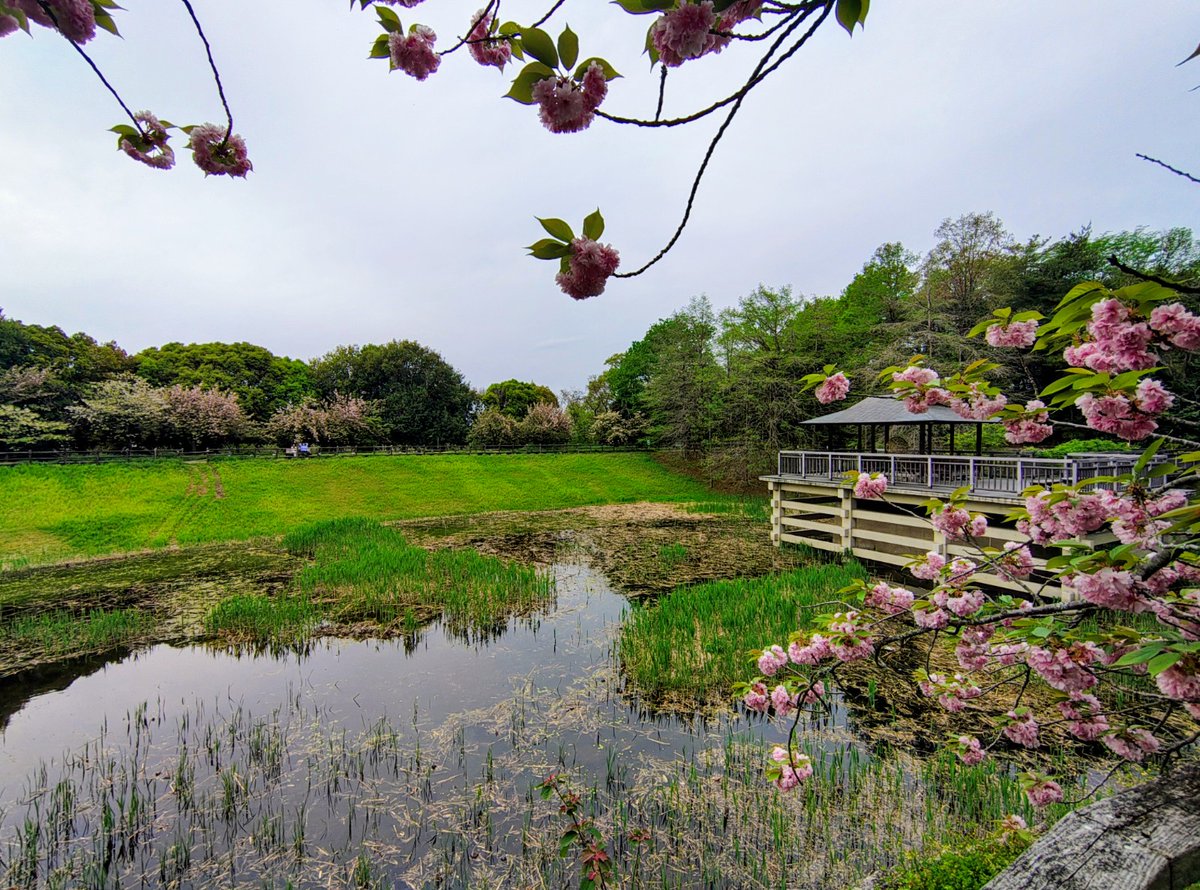 ざんざるぶ tweet media