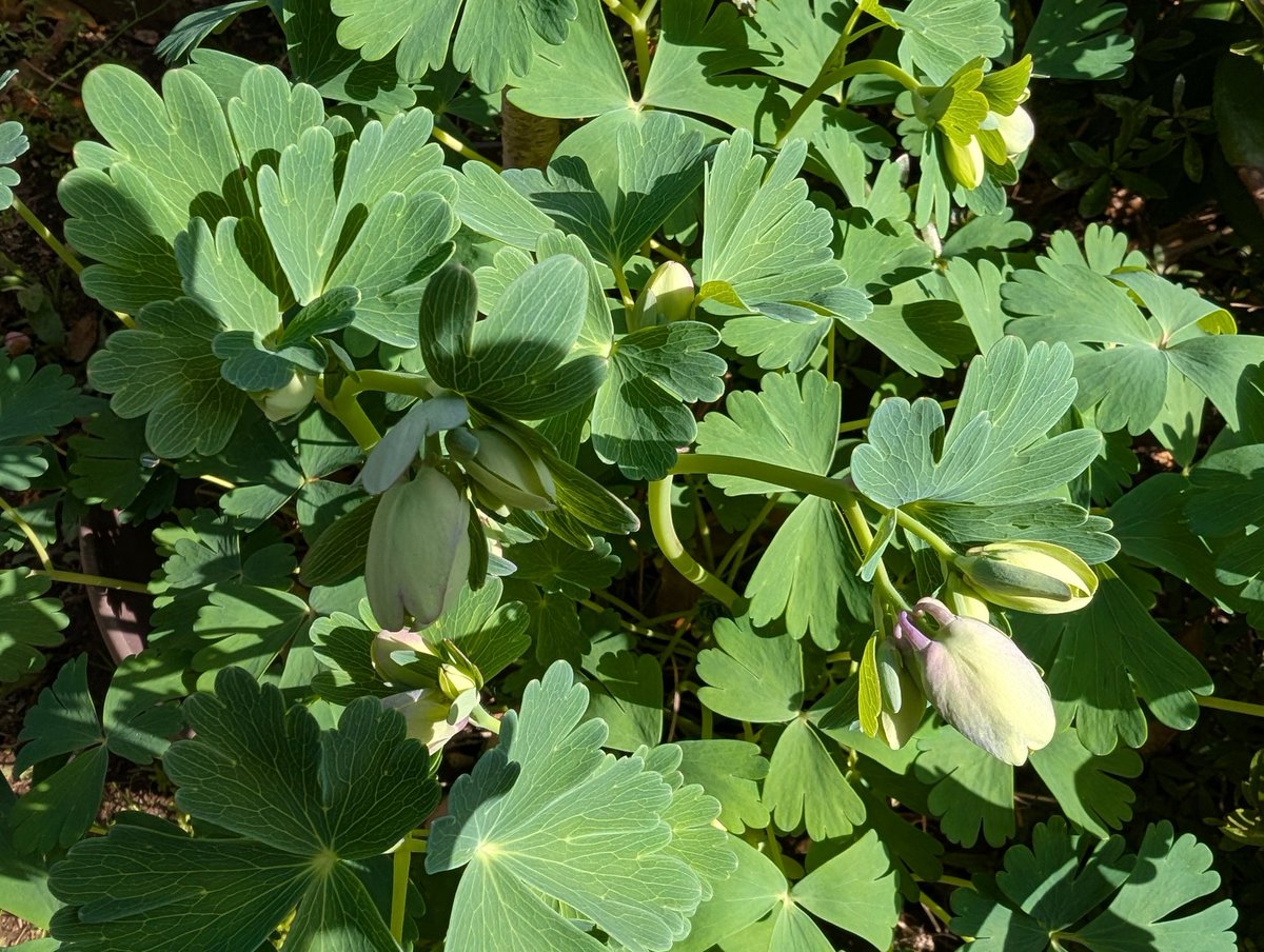 関谷 和子 tweet media