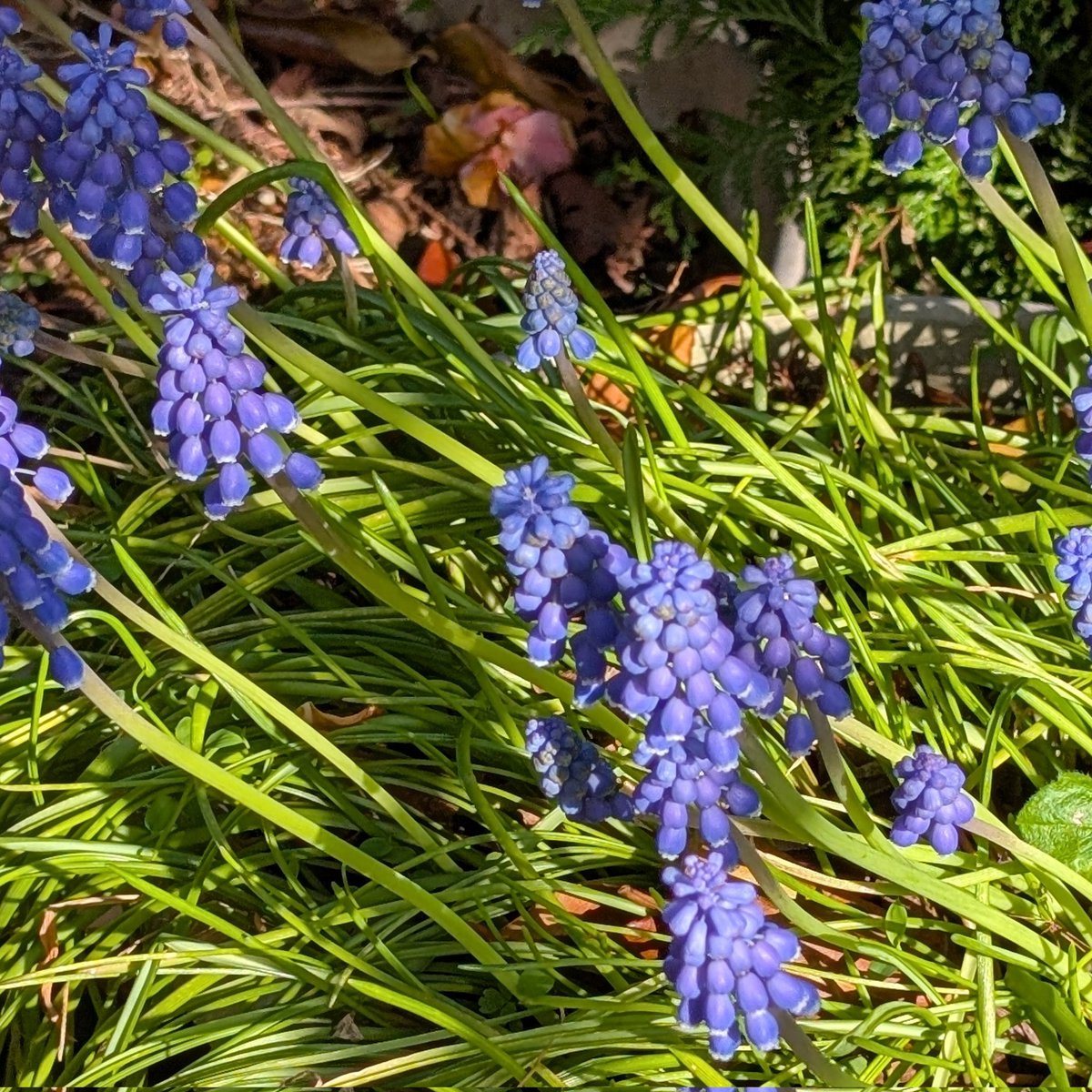 関谷 和子 tweet media