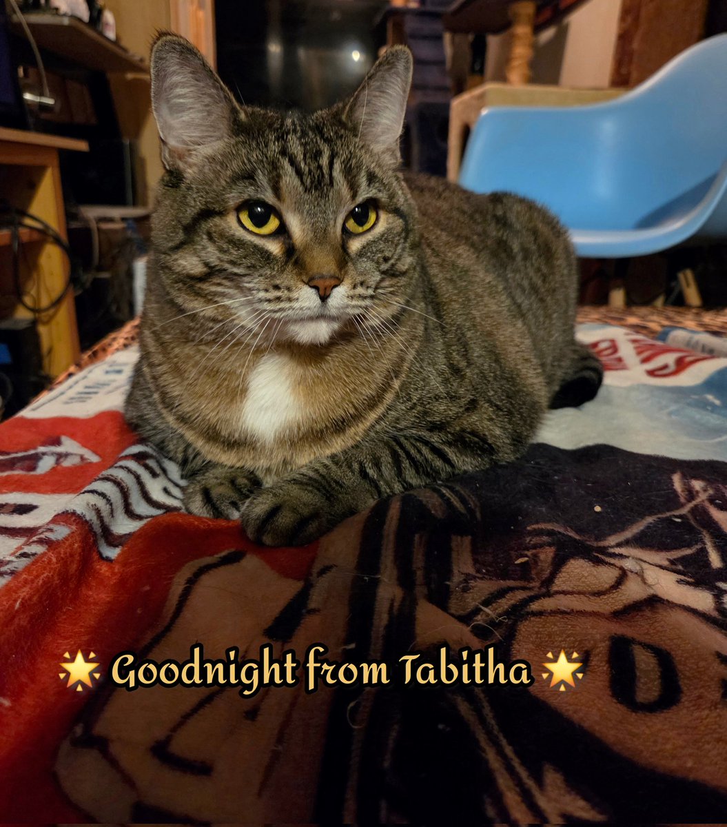 Goodnight from Tabitha 💗