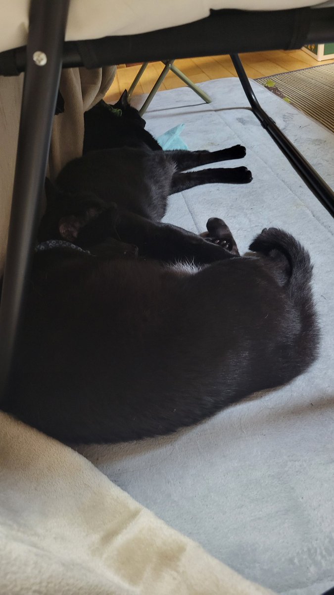 ぱっく tweet media